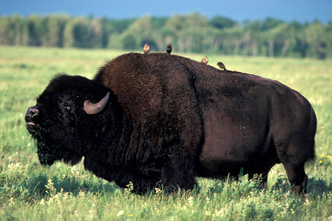 Adult bull American Bison buffalo ( Bos bison ) with Brown-headed Cowbird ( Molothrus ater ) on back in prairie landscape at Riding Mountain National Park Manitoba Canada