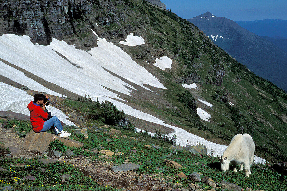 Mountain Goat ( Oreamnus americanus ) and photographer in Rocky Mountains Glacier National Park Montana USA