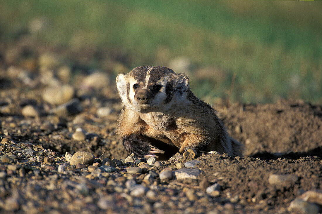 American Badger ( Taxidea taxus ) digging hole in road in Grasslands National Park near Val Marie Saskatchewan Canada