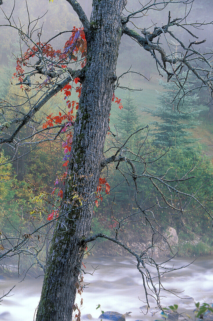 Neblige Herbstlandschaft am Rushing River Wasserfall in der Nähe von Kenora Ontario Kanada.