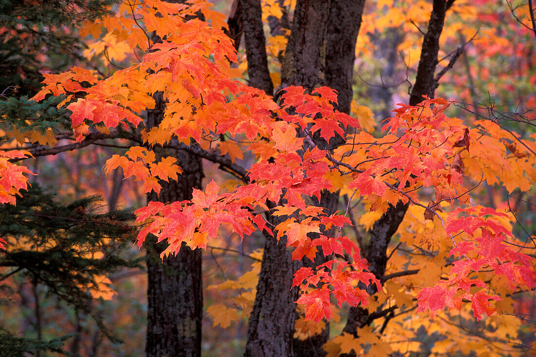 Fall colors on paper birch (Betula papyrifera) and red maple trees (Acer rubrum) with orange and red colour