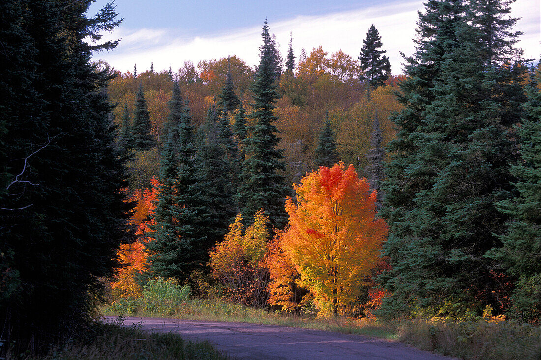 Flammend orange-rote Herbstfärbung am Rotahorn (Acer rubrum) mit Schwarzfichte ( picea mariana ) in der Nähe von Duluth Minnesota USA