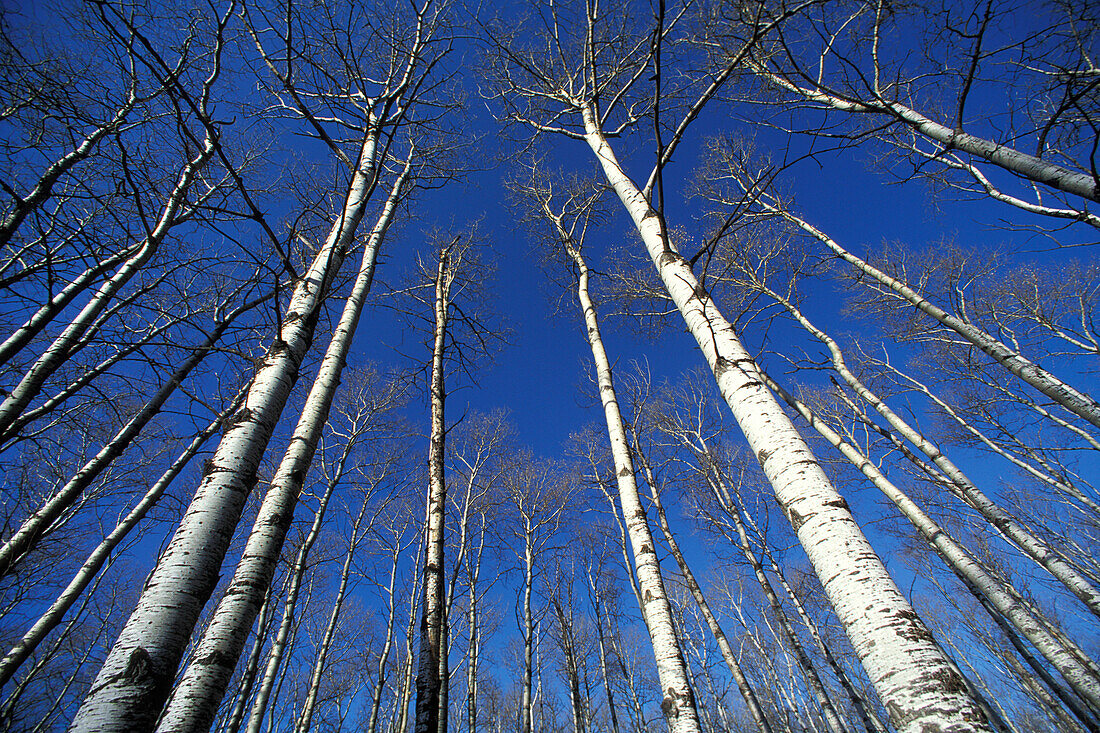 Hoch aufragende kahle Zitterpappeln (Populus tremuloides) im Herbst vor blauem Himmel