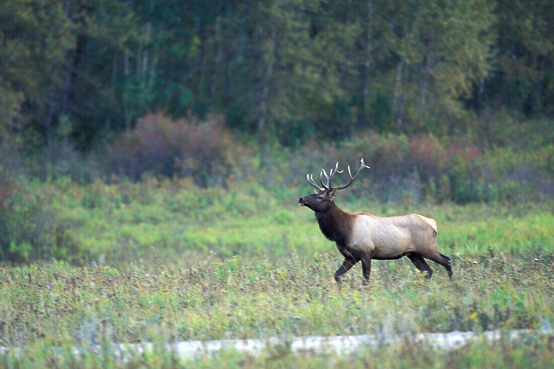 Adult bull Elk Wapitii ( Cervus elaphus ) trotting in prairie wooded landscape setting at Riding Mountain National Park Manitoba Canada