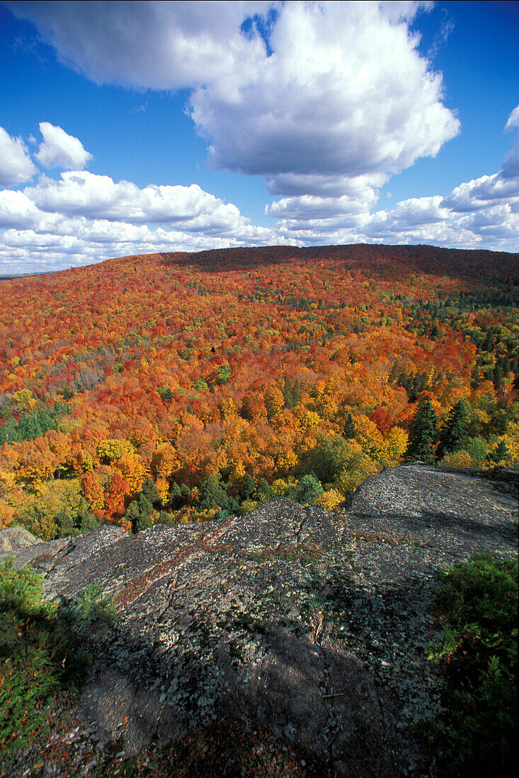 Herbstfärbung der Zitterpappel (Populus tremuloides) und des Rotahorns mit gelber und orangefarbener Färbung und Kumuluswolken über der Berglandschaft in Lutsen bei Duluth Minnesota USA