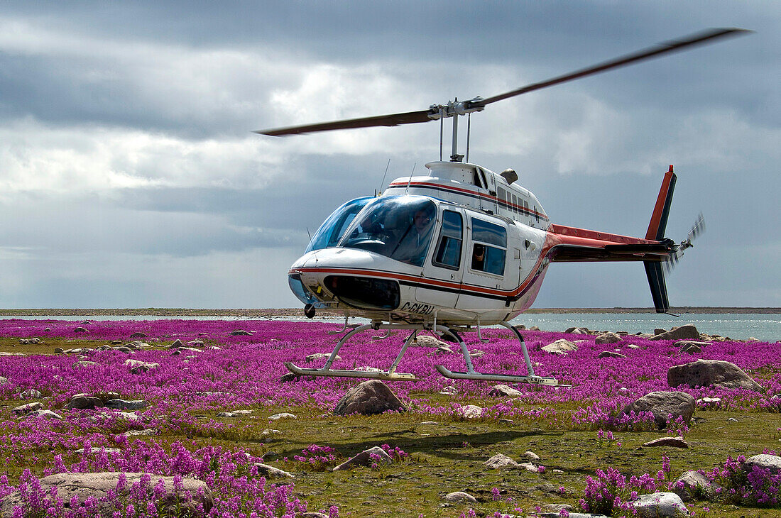 A Helicopter lands in a field of fireweed off Hudson Bay coast.