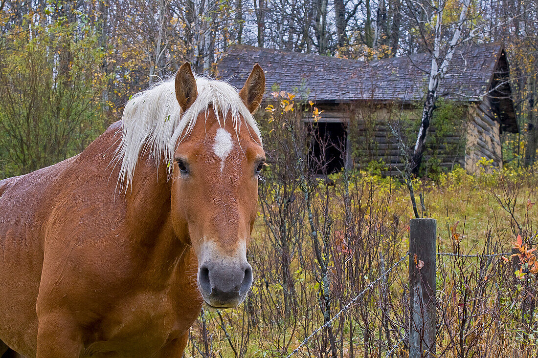 Horse waits patiently beside old abandoned barn.