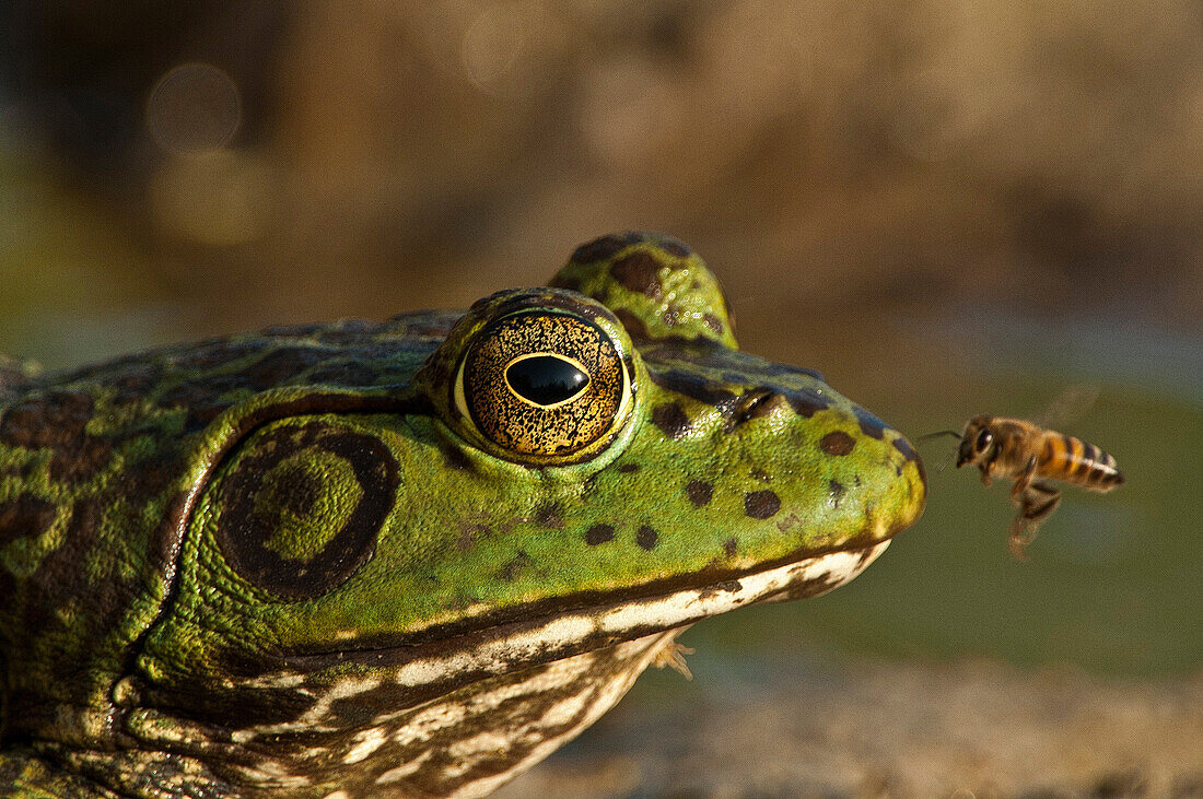 Honey bee landing on bullfrog's nose.