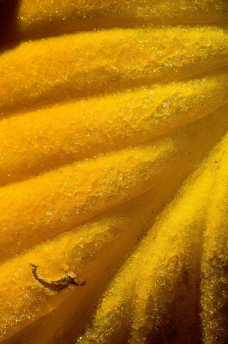 Abstract detail of Fall hosta leaf.