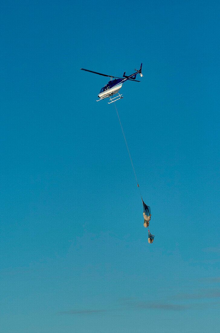 Ein Hubschrauber trägt eine Eisbärenmutter und ihre Jungen.