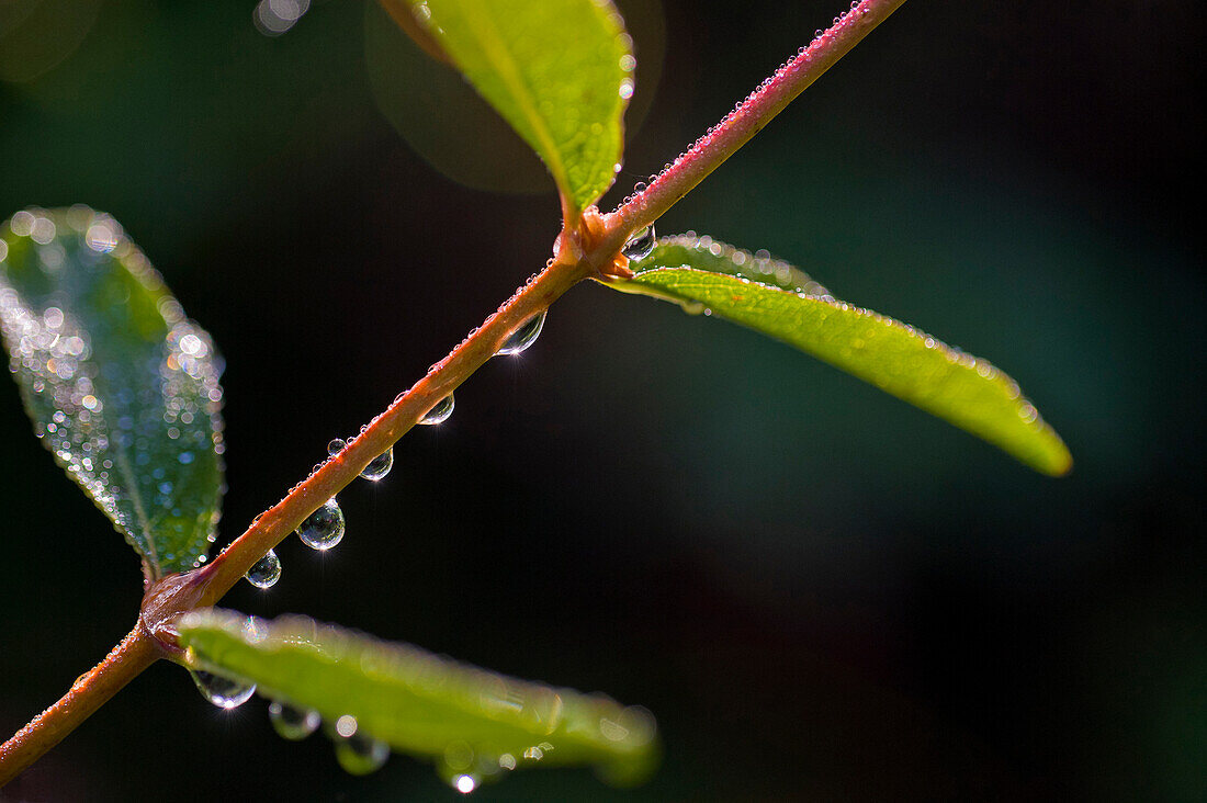 Raindrops on leaves after rain.