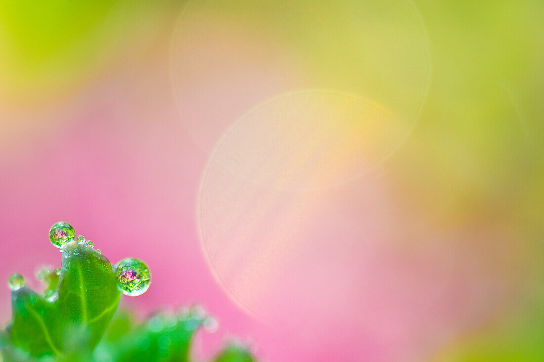 Colorful pattern of raindrops and flower petals.