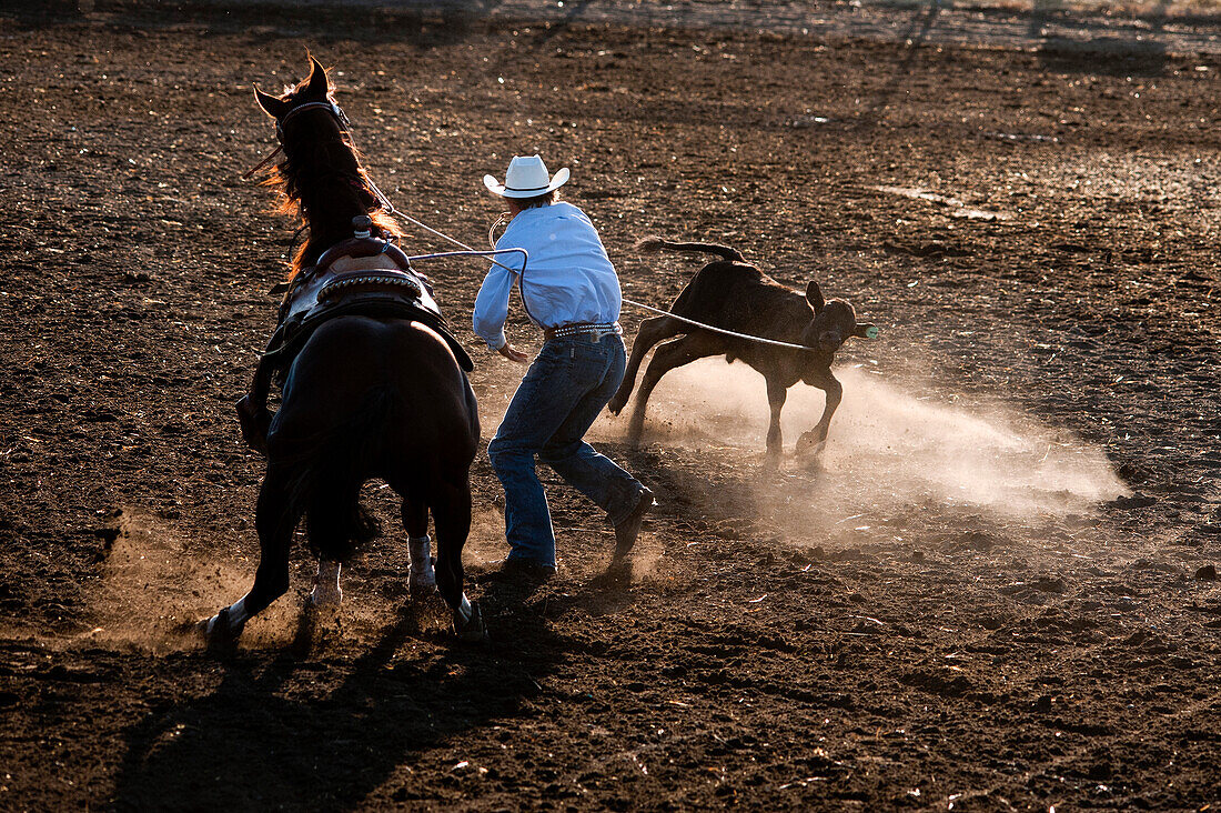 Cowboy competes at rodeo calf-roping event.