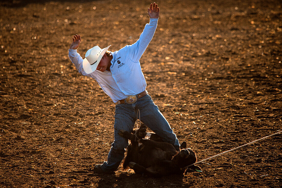 Cowboy wetteifert beim Rodeo Calf-roping Event.
