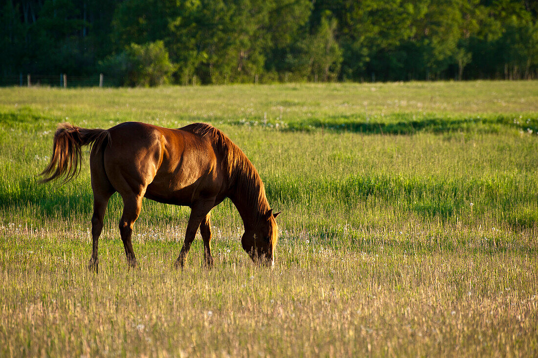 Chestnut horse grazing in lush meadow.