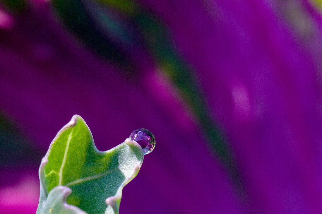 Raindrops on leaves after rain.