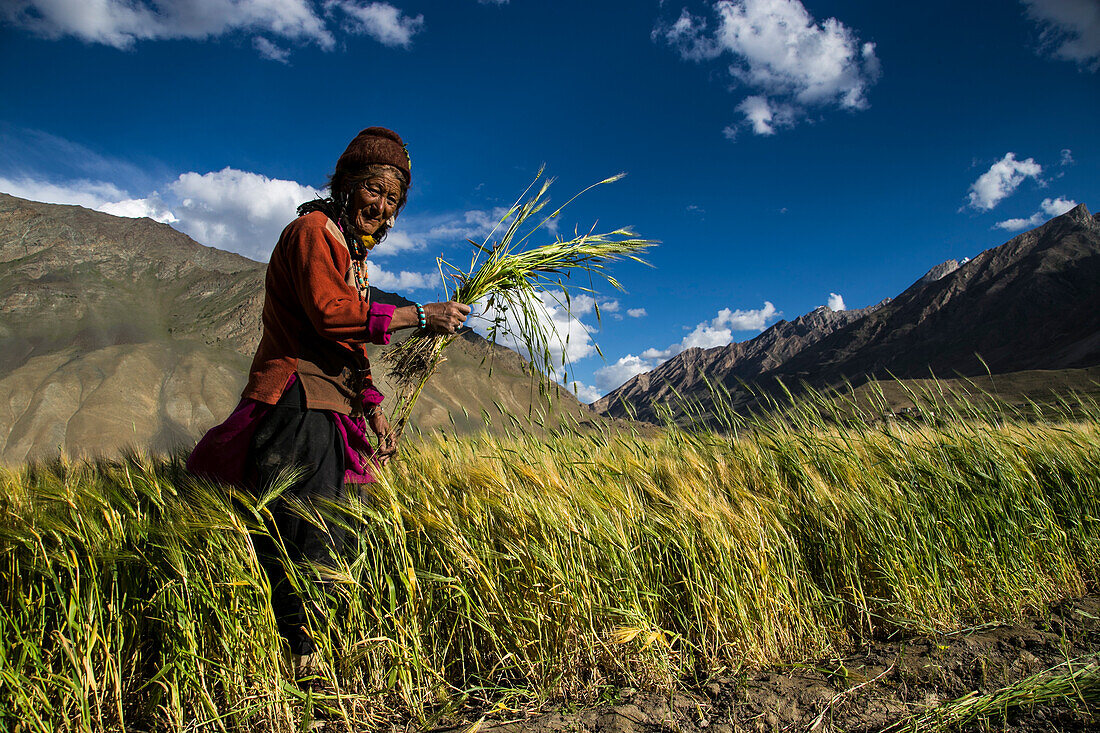 Rural working in Zanskar Valley, Northern India.