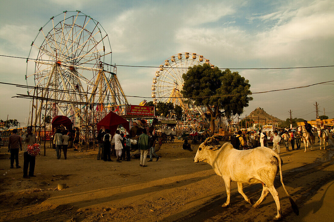 Vorführungen während der Kamelmesse in Rajasthan