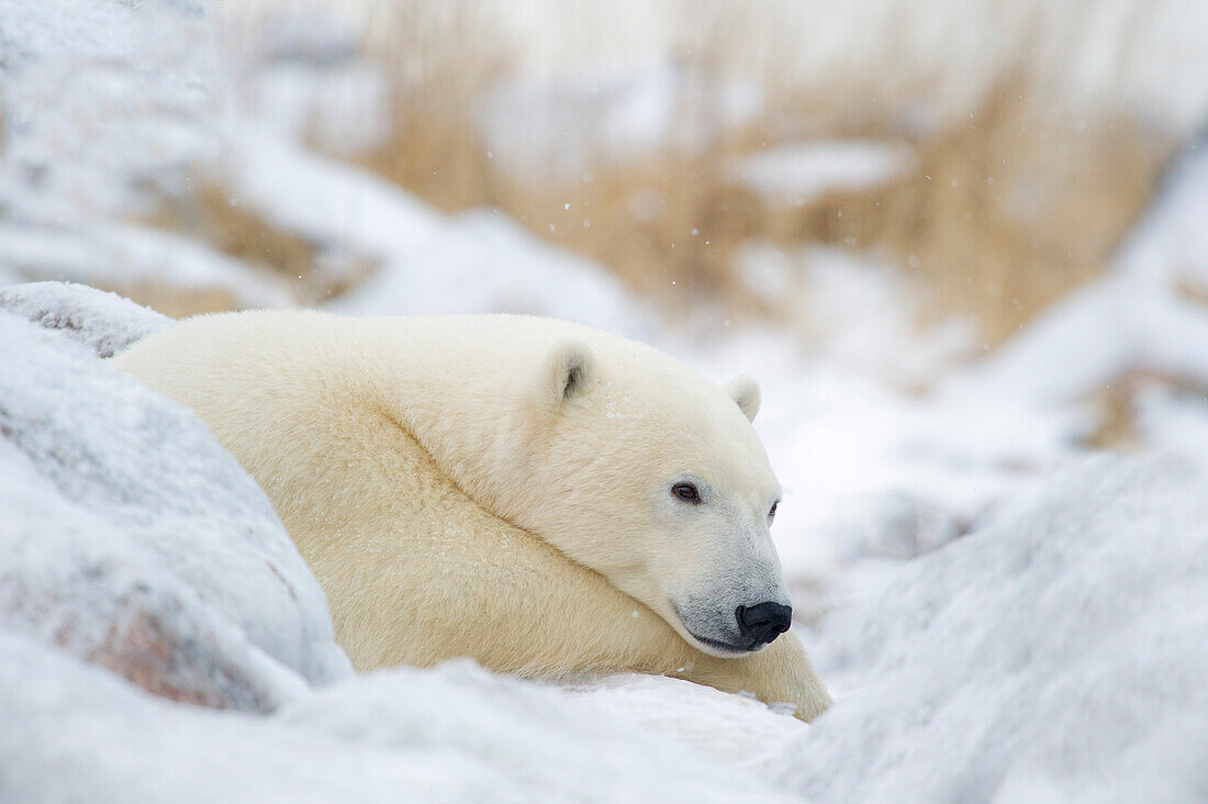 Eisbär (Ursa maritimus) ruht auf einem eisbedeckten Felsen nahe der Küste der Hudson Bay, Churchill, Manitoba, Kanada.