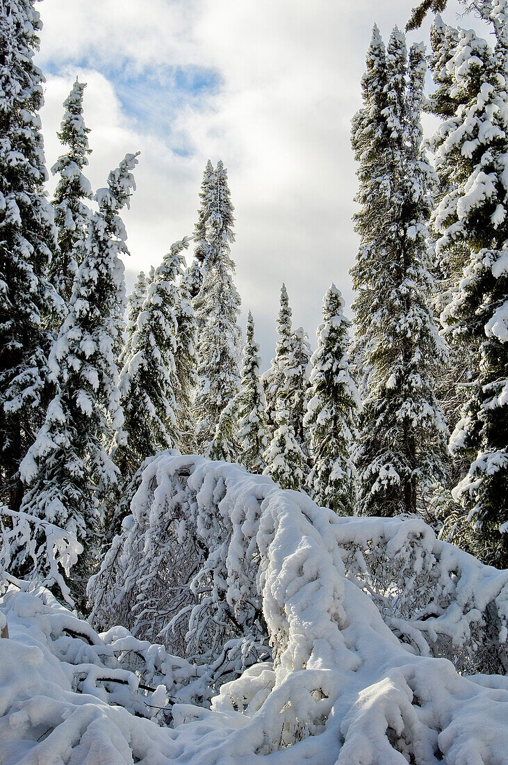 Neuschnee im borealen Wald, Nord-Manitoba, MB, Kanada