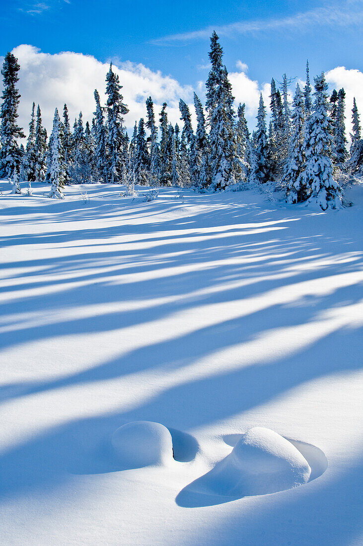 Frischer Schnee in borealem Wald, Nord-Manitoba, MB, Kanada