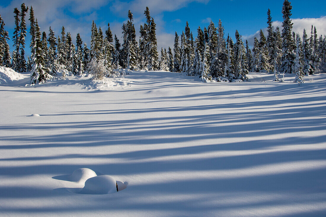 Fresh snow in boreal forest, Northern Manitoba, MB, Canada