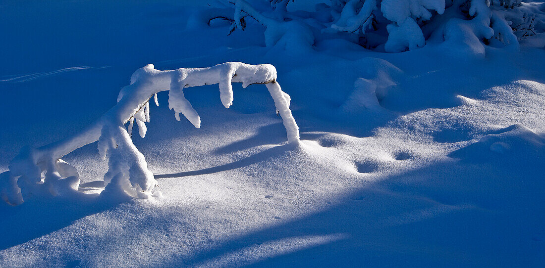 Fresh snow in boreal forest, Northern Manitoba, MB, Canada