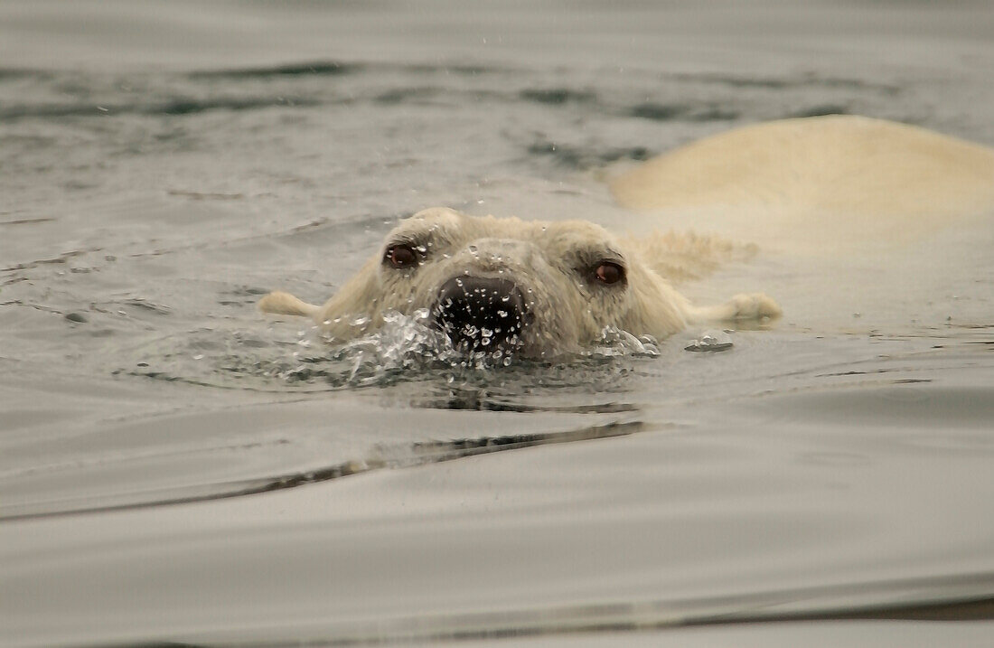 Old male Polar Bear in water of Wager Bay blowing bubbles at boat as threat display near Hudson Bay, Churchill, Manitoba, Northern Canada