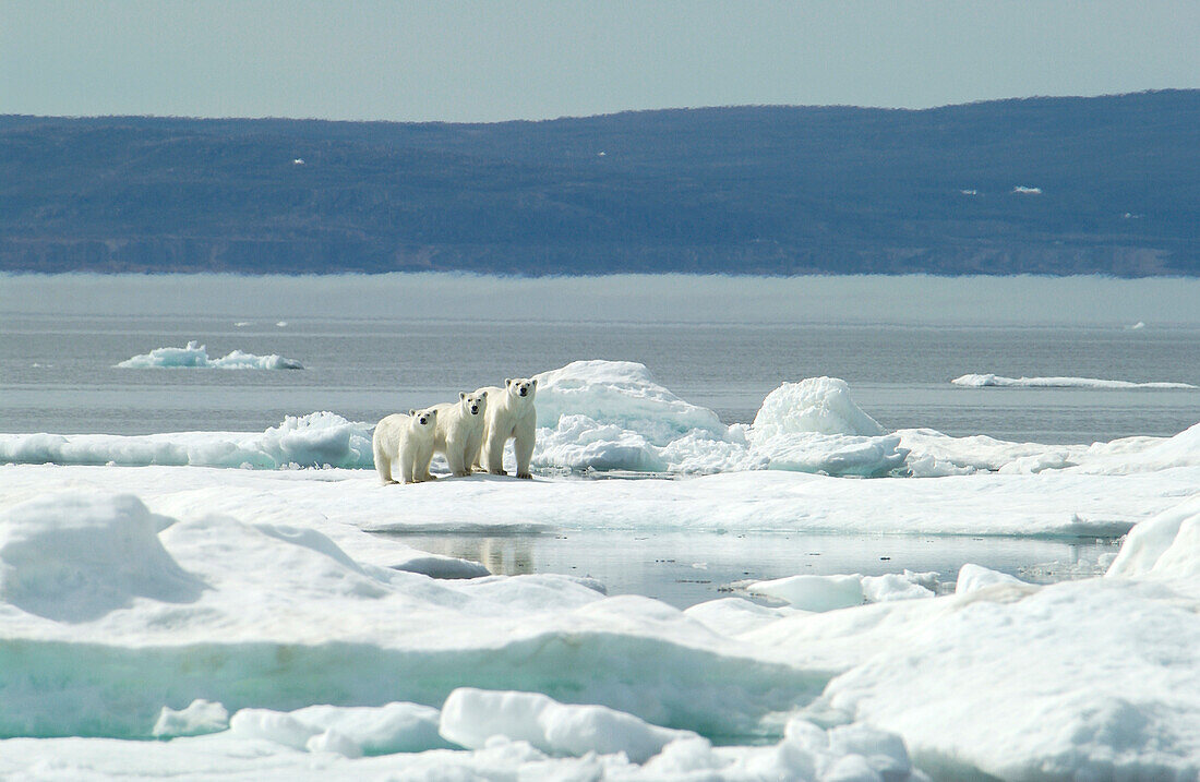 Mother Polar Bear (ursus maritimus) with cubs on ice in sub-arctic Wager Bay near Hudson Bay, Churchill area, Manitoba, Northern Canada