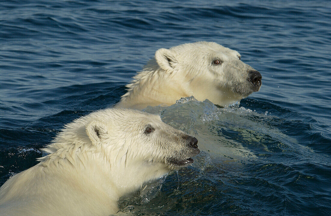 Mother Polar Bear (ursus maritimus) with cub in water in sub-arctic Wager Bay near Hudson Bay, Churchill area, Manitoba, Northern Canada