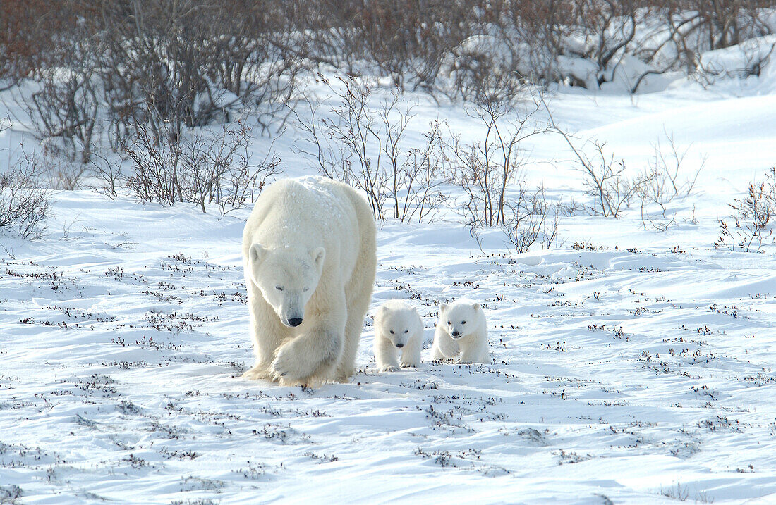 Eisbärenmutter (ursus maritimus) mit Jungen COY in der Nähe der Schneehöhle im Wapusk National Park, Hudson Bay, Churchill-Gebiet, Manitoba, Nordkanada