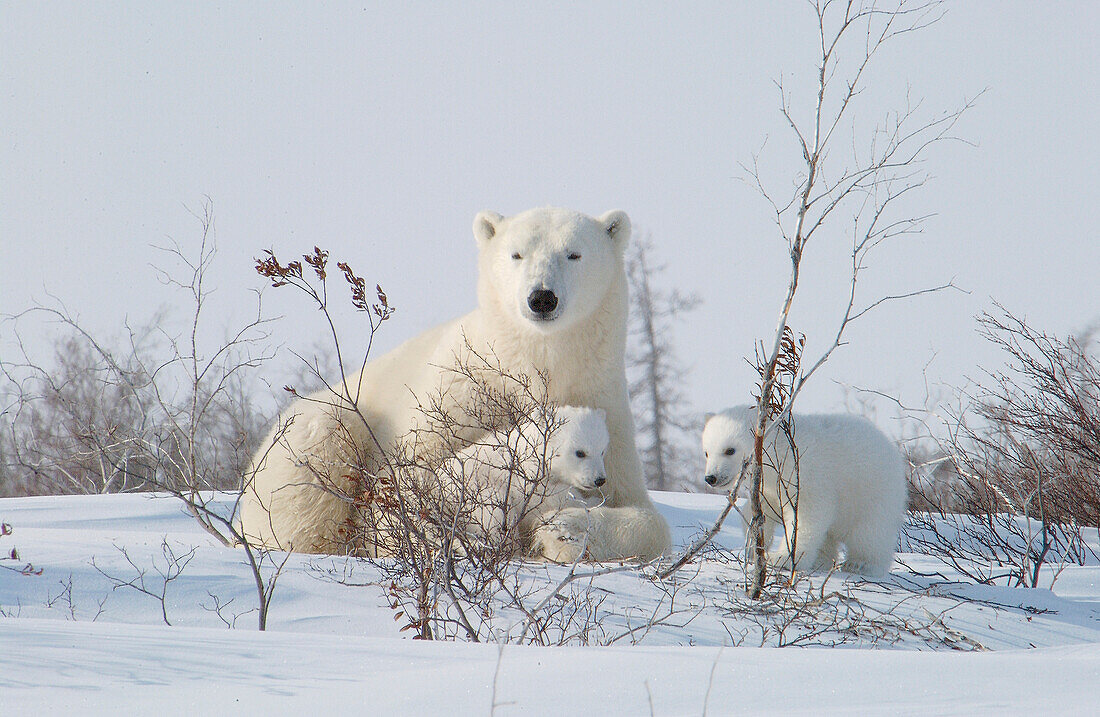 Eisbärenmutter (ursus maritimus) mit Jungtieren COY in der Nähe der Schneehöhle im Wapusk National Park, Hudson Bay, Churchill-Gebiet, Manitoba, Nordkanada