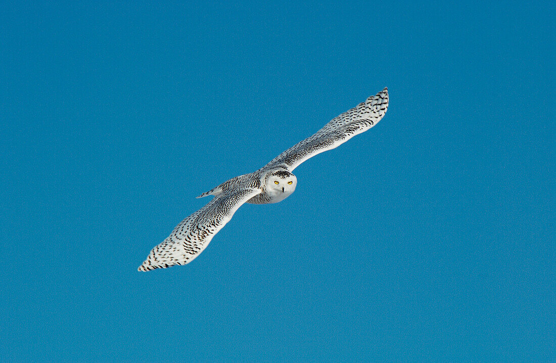 Snowy Owl (Nyctea scandiaca) adult female flying against blue sky near Oak Hammock Marsh, Winnipeg, Manitoba, Canada
