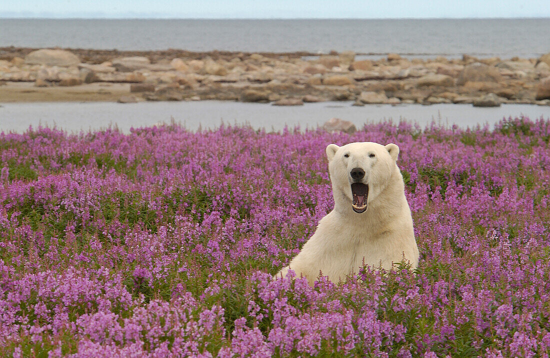 Eisbär (Ursa maritimus) im Feuerkraut (Epilobium angustifolium) auf einer Insel vor der subarktischen Küste der Hudson Bay, Churchill, Manitoba, Kanada. Die Bären verbringen den Sommer auf der Insel und halten Ausschau nach unvorsichtigen Robben oder toten Walen, die sie anspülen. Die globale Erwärmung hat ihre Winterzeit verkürzt, so dass sie im Sommer verstärkt auf Nahrungssuche gehen.