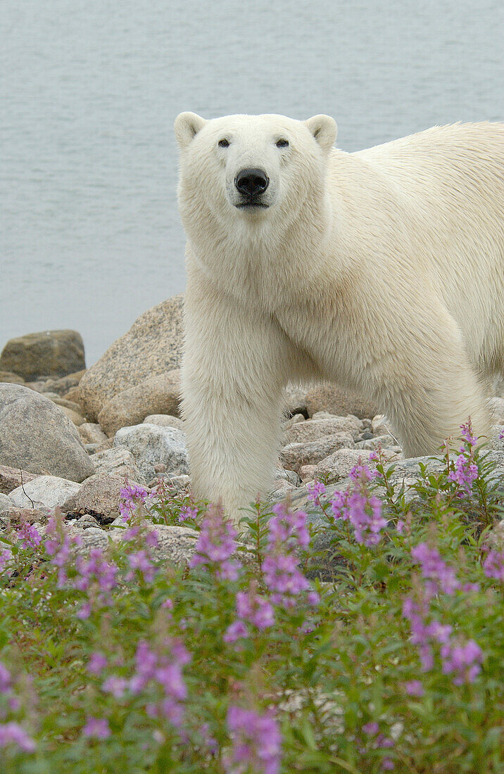 Eisbär (ursus maritimus) nähert sich vorsichtig dem Feuerkraut (Epilobium angustifolium) auf der mit Blumen bewachsenen subarktischen Insel am Hubbart Point in der Hudson Bay bei Churchill, Manitoba, Nordkanada.