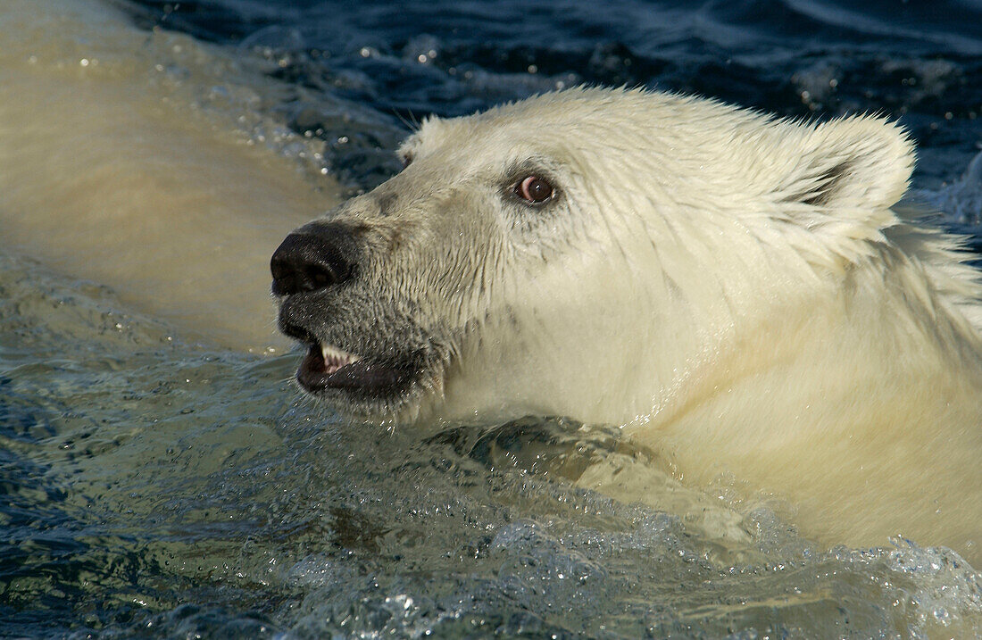 Junges Eisbärenjunges (ursus maritimus), das dem Boot in der subarktischen Wager Bay in der Nähe der Hudson Bay, Churchill-Gebiet, Manitoba, Nordkanada, eine Drohung zuflüstert
