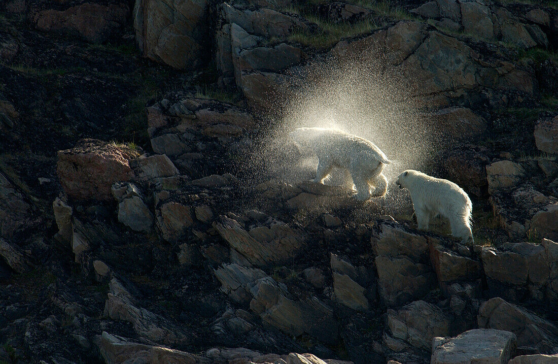 Eisbärenmutter (ursus maritimus) mit Jungtier, das auf einer Felsklippe in der subarktischen Wager Bay in der Nähe der Hudson Bay, Churchill-Gebiet, Manitoba, Nordkanada, den Wasserschleier abschüttelt