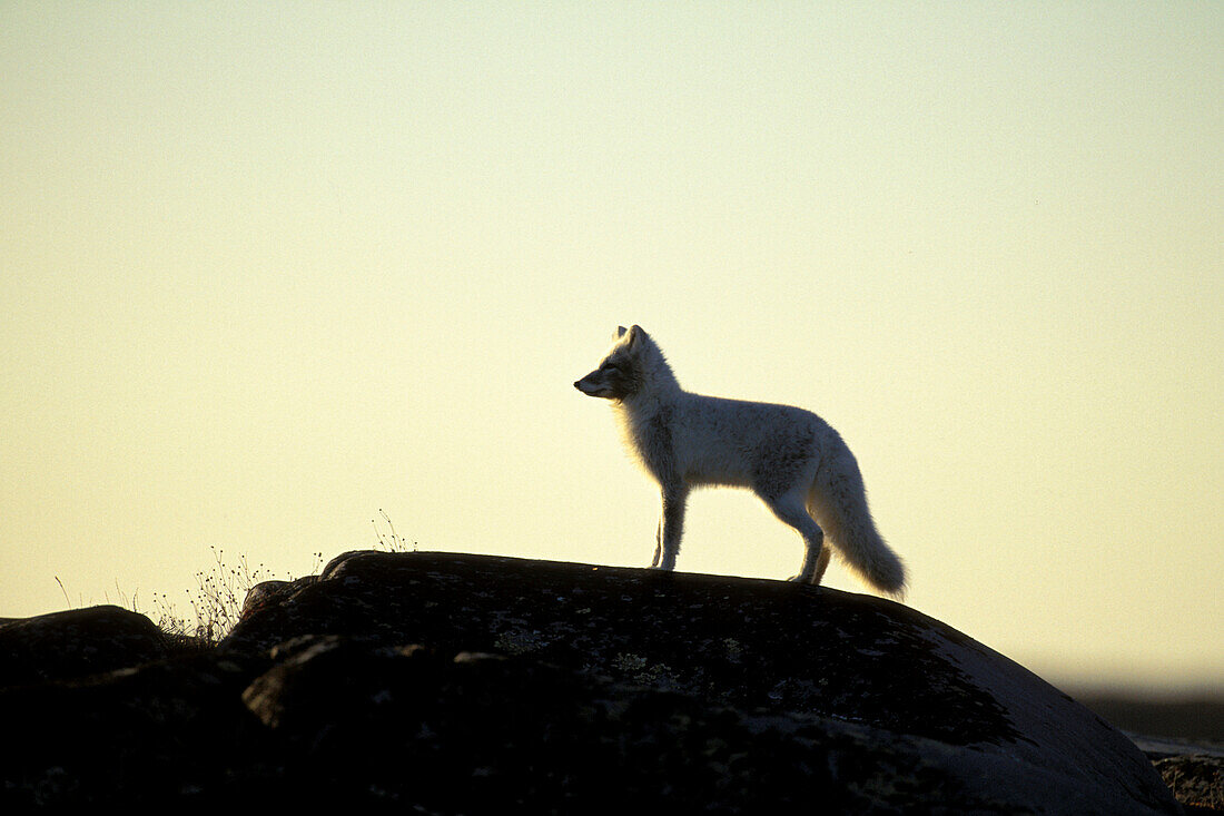 Arctic Fox (Alopex lagopus) sunset silhouette near Churchill, Manitoba, Northern Canada