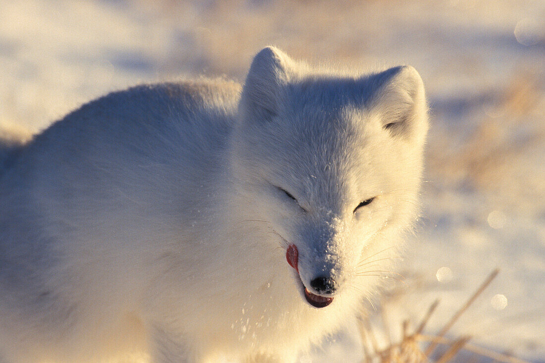 Arctic Fox (Alopex lagopus) feeding grin licking chops near Churchill, Manitoba, Northern Canada