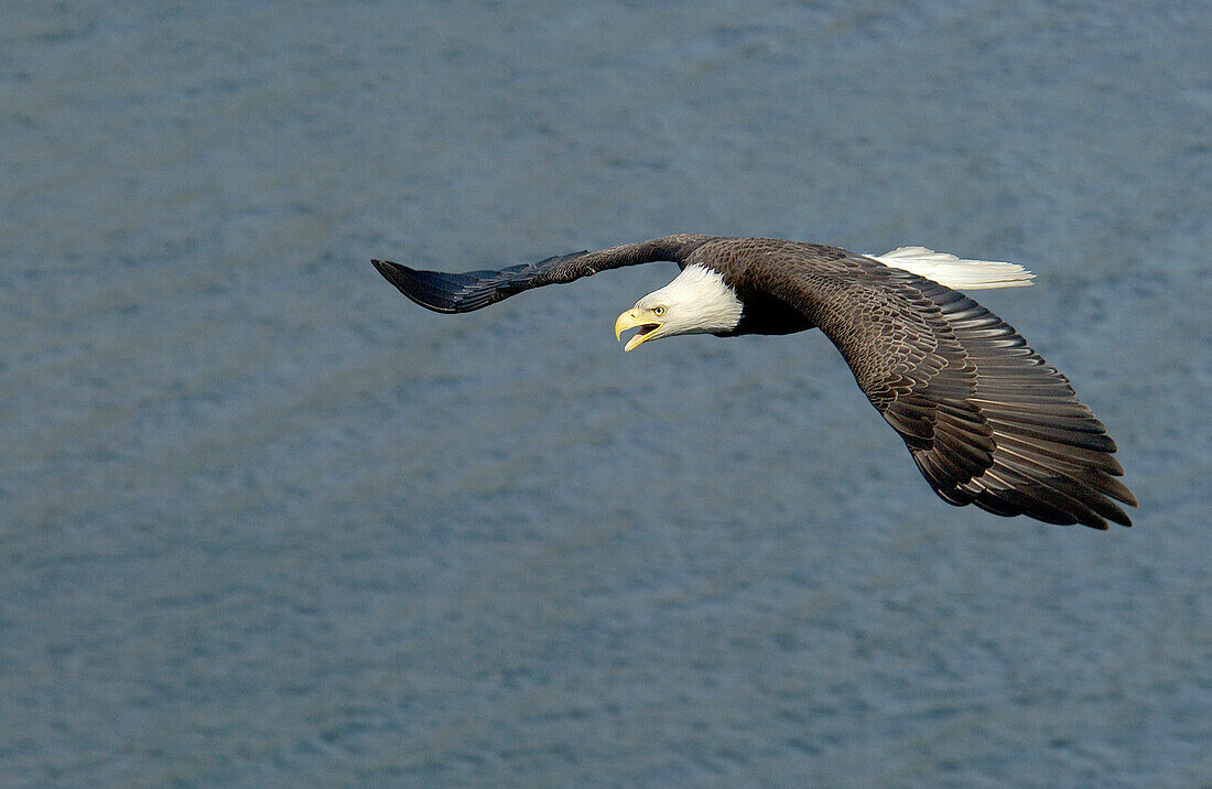 Adult Bald Eagle (Haliaeetus leucocephalus) flying and screaming threat over water in Dutch Harbor, Alaska, Aleutian islands chain, Bering Sea, Unalaska