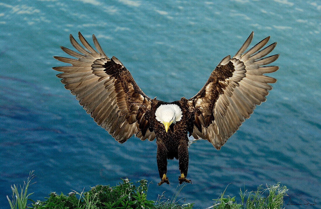 Adult Bald Eagle (Haliaeetus leucocephalus) flying and landing on nest in Dutch Harbor, Alaska, Aleutian islands chain, Bering Sea, Unalaska