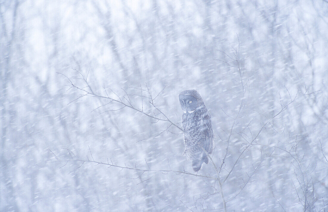 Great Gray Owl (Strix varia) in blizzard snow storm, near Winnipeg, Manitoba, Canada