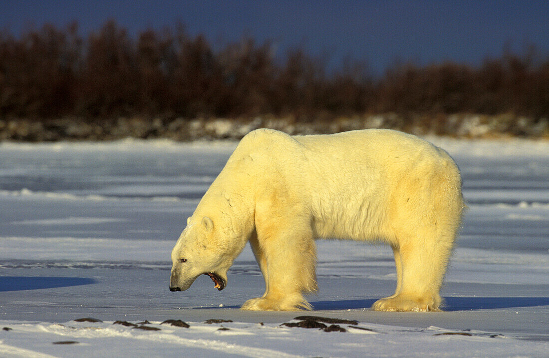 Ausgewachsenes Eisbärenmännchen (ursus maritimus) gähnt nervös, um die Bedrohung zu verdrängen, in Churchill Manitoba im Norden Kanadas