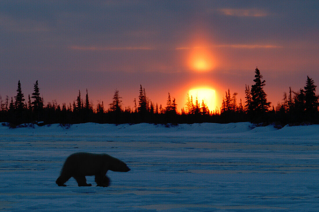 Eisbär (ursus maritimus) im Sonnenuntergang bei der Dymond Lake Lodge in der Nähe der Hudson Bay, Churchill, Manitoba, Nördliches subarktisches Kanada