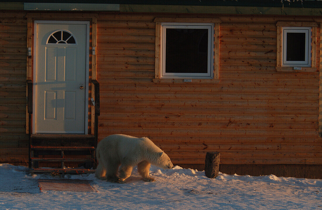 Junges Eisbärenjunges (ursus maritimus) beim Besuch eines Gebäudes bei Sonnenaufgang auf einer Tundrainsel bei der Dymond Lake Lodge in der Nähe von Churchill, Manitoba, Nordkanada