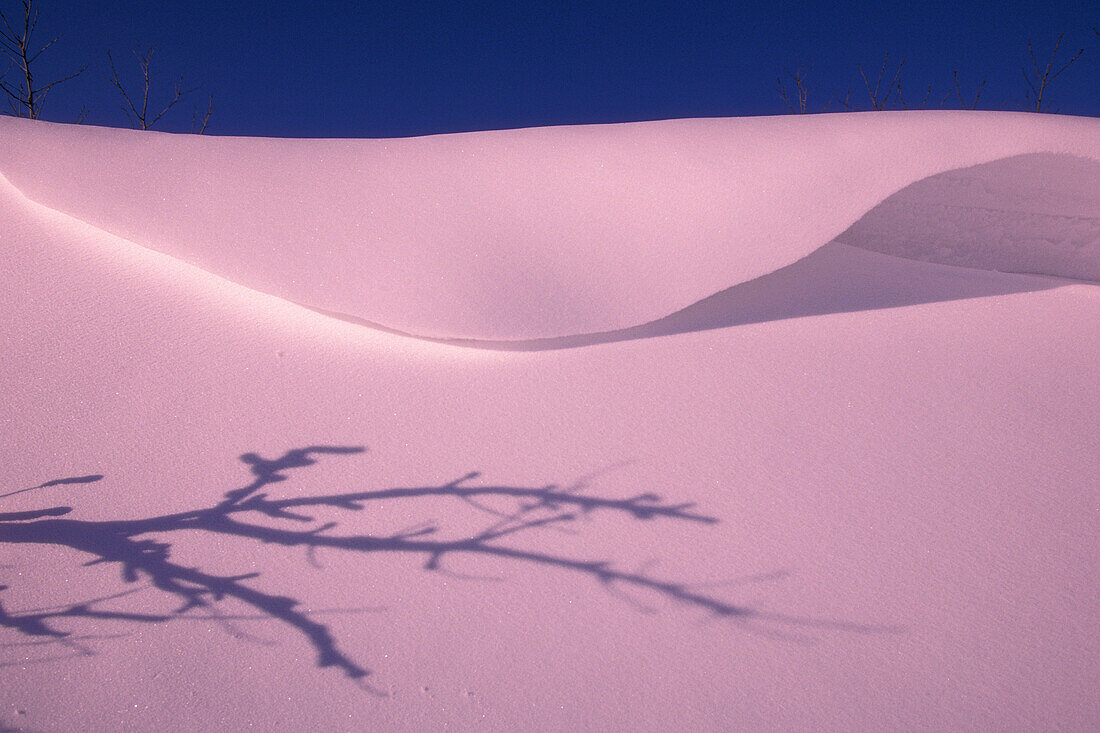 Tree shadow on winter snowdrift at Patricia Beach on Lake Winnipeg Manitoba Canada