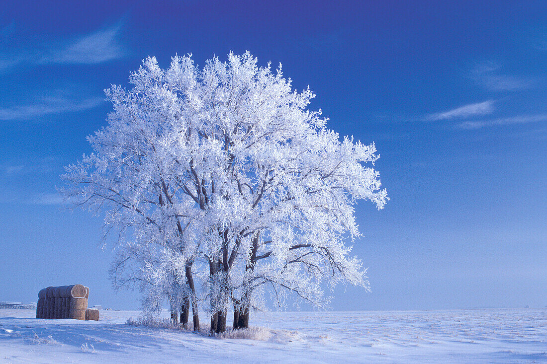 Winterlicher Raureif auf Pappelbäumen (Populus deltoides) mit runden Strohballen in Prärie-Landschaft und blauem Himmel bei Kleefeld Manitoba Kanada