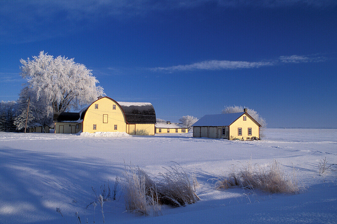 Yellow barn farm building with winter hoarfrost covered tree and pristine prairie landscape with blue sky near Landmark Manitoba Canada