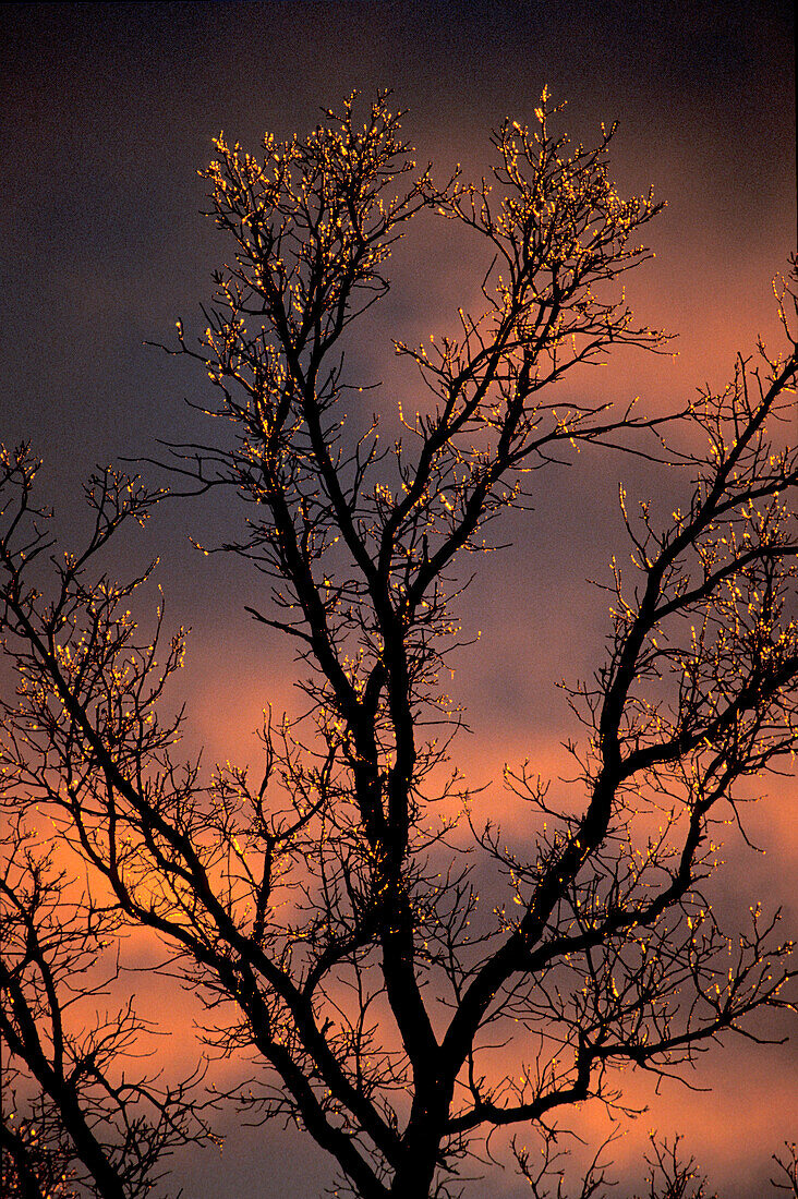 Eis vom gefrierenden Regen auf der Kletteneiche (Quercus macrocarpa) bei Sonnenuntergang Kleefeld Manitoba Kanada