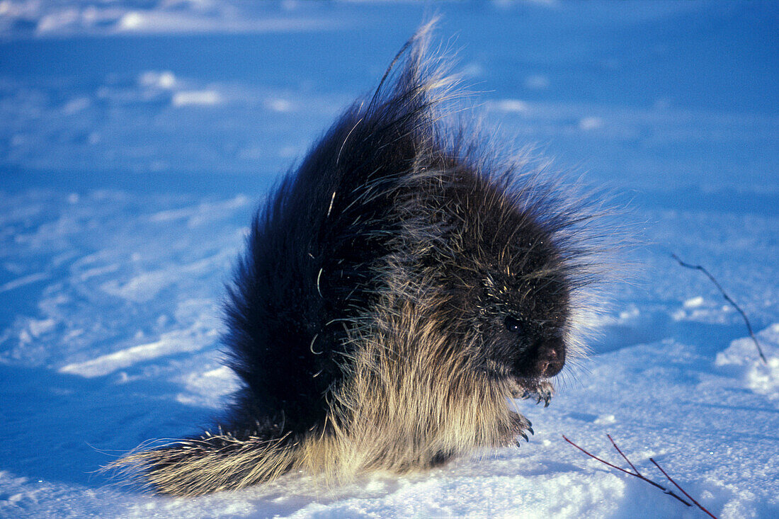 Common Porcupine ( Erethizon dorsatum ) on winter snow in Riding Mountain National Park Wasagaming Manitoba Canada